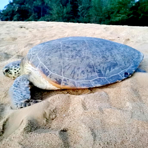 Pantai Teluk Mak Nik