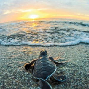 Baby Sea Turtle